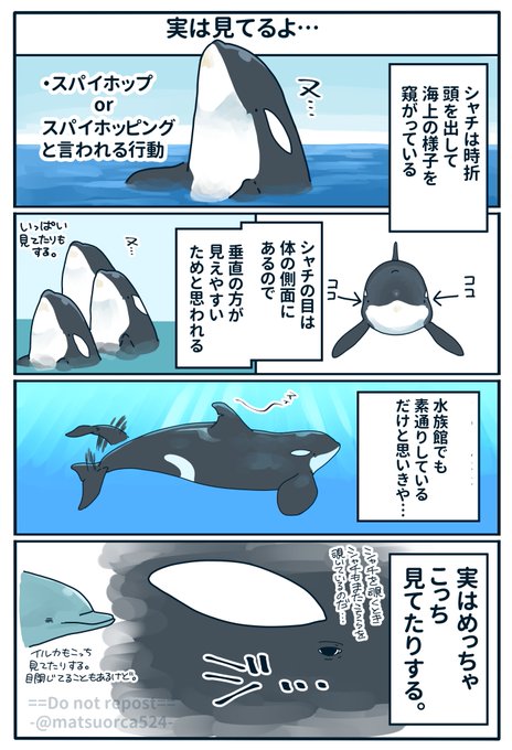 大きいシャチの小さい話②
実は見てるよ… 