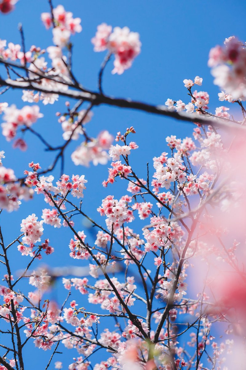 shiro_graphy's tweet photo. 今年も桜をたくさん撮れた🌸
#fujifilm_xseries https://t.co/ePkAPGdwKI