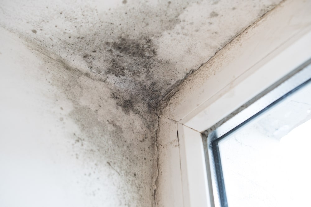 Having mold in Florida almost feels inevitable. There ARE steps you can take to prevent mold from growing in your home! Check out the 5 Steps we recommend to prevent mold in our latest blog! 👇

escarosacleaningandrestoration.com/5-steps-to-pre…

#preventmold
