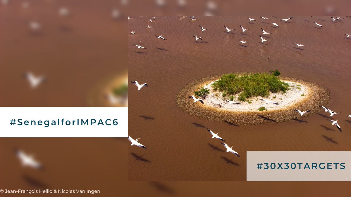 MedPAN's tweet photo. 24hours left to know if 🇸🇳Senegal will be hosting #IMPAC6 #SenegalforIMPAC6 #IMPAC5 @IMPAC5Canada
@euog4mpas
@rampao_network
@redparques
@wiompan
@EBCD_bxl
@sylviaearle
@ConservationOrg
@wwf https://t.co/biJJK635to