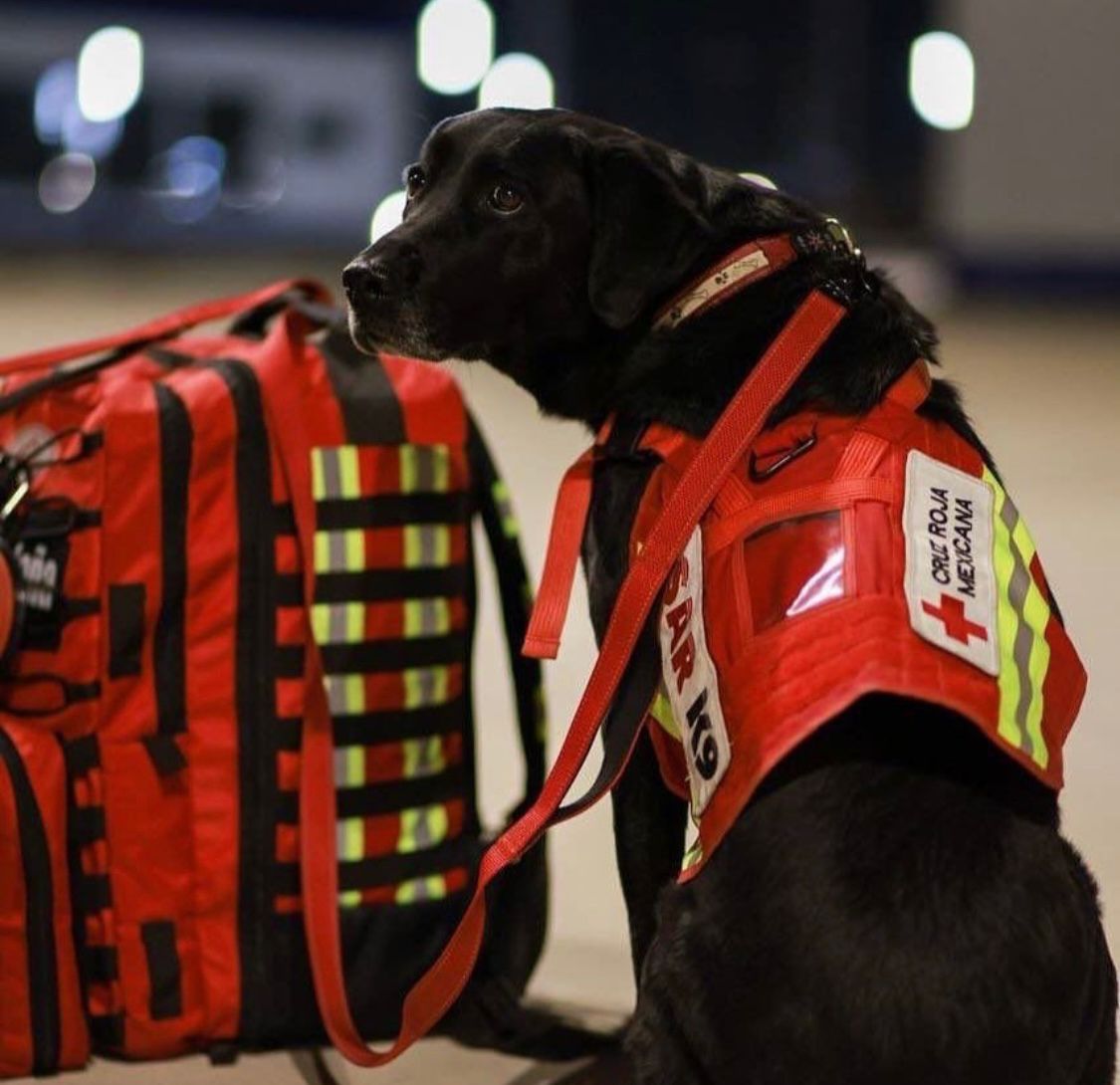 CriterioHidalgo's tweet photo. Un equipo de rescatistas de la @SEDENAmx y la @SEMAR_mx viajarán para apoyar a las víctimas del sismo que afectó a Turquía y Siria.
Entre los rescatistas van perritos de búsqueda acompañados del recuerdo de 'Frida' 🐶👇
Fotos: Especial https://t.co/6I90Toesku