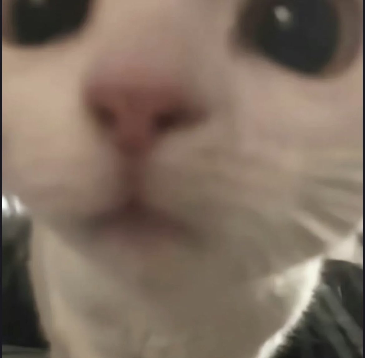 meow https://t.co/nufAV4cBTp