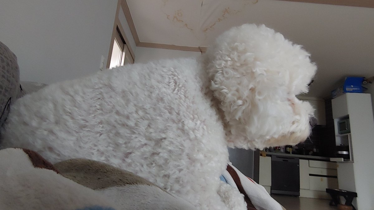 notcoconut_coco's tweet photo. 옆모습 진짜 둔둔하다..
그리고 아래에 깔려있는 나는....
배가 너무 눌려서 숨쉬기 어려운중 ........ https://t.co/gzla1gegr3
