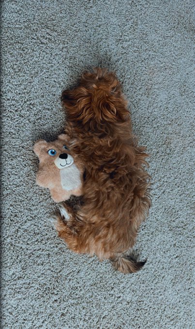 my furbaby💗✨💕 sunny https://t.co/sYdyBLaQ8r