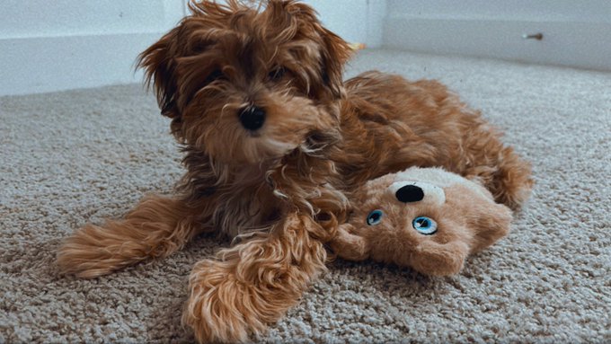 my furbaby💗✨💕 sunny https://t.co/sYdyBLaQ8r