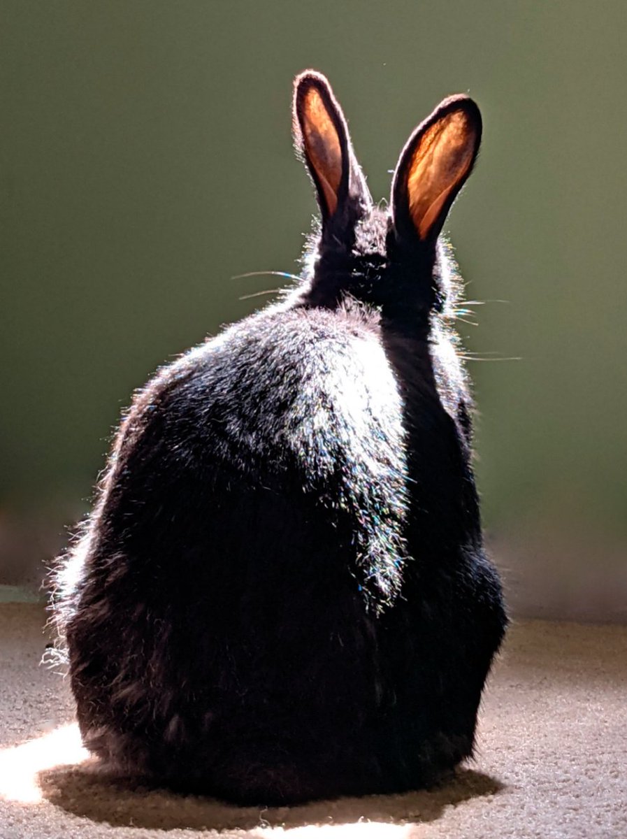 Apollo🐰🌈, Binky 🐇🌈 and Elly 🌈🐾 tweet media