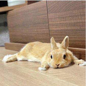 Bunnies (@rabbiteveryhour) on Twitter photo 