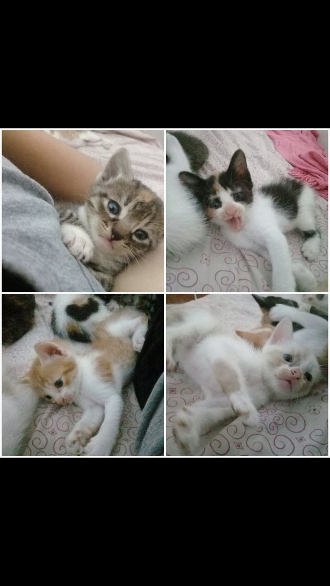 MarChanquia's tweet photo. Bebés de un mes y de dos meses en adopciónnnn. Necesitan darlos ya que tienen 16 Gatos en la casa. Ayuda por un retww porfi @VivireNuevaCba https://t.co/EjYidk4pXf