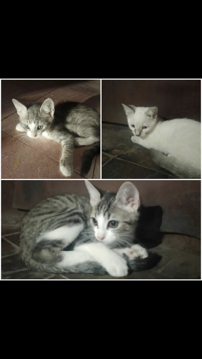 MarChanquia's tweet photo. Bebés de un mes y de dos meses en adopciónnnn. Necesitan darlos ya que tienen 16 Gatos en la casa. Ayuda por un retww porfi @VivireNuevaCba https://t.co/EjYidk4pXf