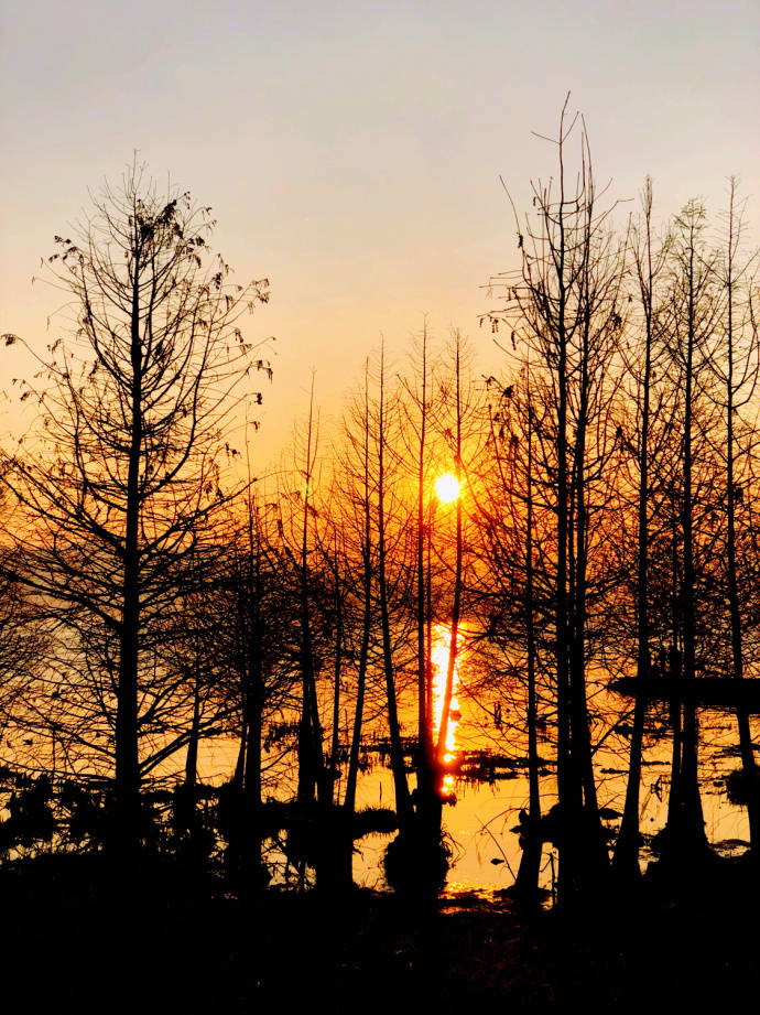 ViVi Tong tweet media