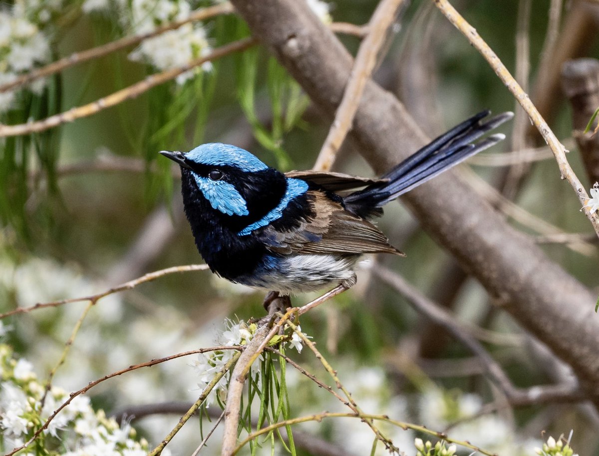 osfield's tweet photo. ⁦@TamaraOudyn⁩  a photo I took of blue wren in my garden today. He loves your shirt! https://t.co/dHAt0eePG8