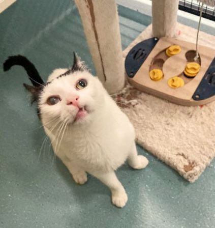 “LEARNED THAT THE WORLD IS NOT A SCARY PLACE.” 😺
RETWEET ME 📢
 1-year-old “ZIGGY!” (AAPS.org.au/animal-adoptio…) Aust. Animal Protection Society AAPS.org.au, Keysborough VIC 🇦🇺
“#FIVCatsClub Pete is an adorable, curious cate. Street reigned triumphant!”
📞 03 9798 8415