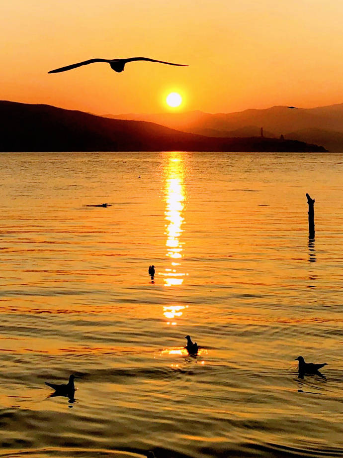 ViVi Tong tweet media