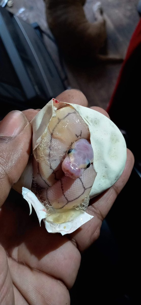 Wreckingpythons's tweet image. Pretty amazing how much this girl has grown and changed over 6 months. Egg cutting day was 6/13/22 and the second two were taken 1/11/23. She’s a killer enchi pin and her name is Hillary after another notorious female killer in a pinstripe suit. 😆