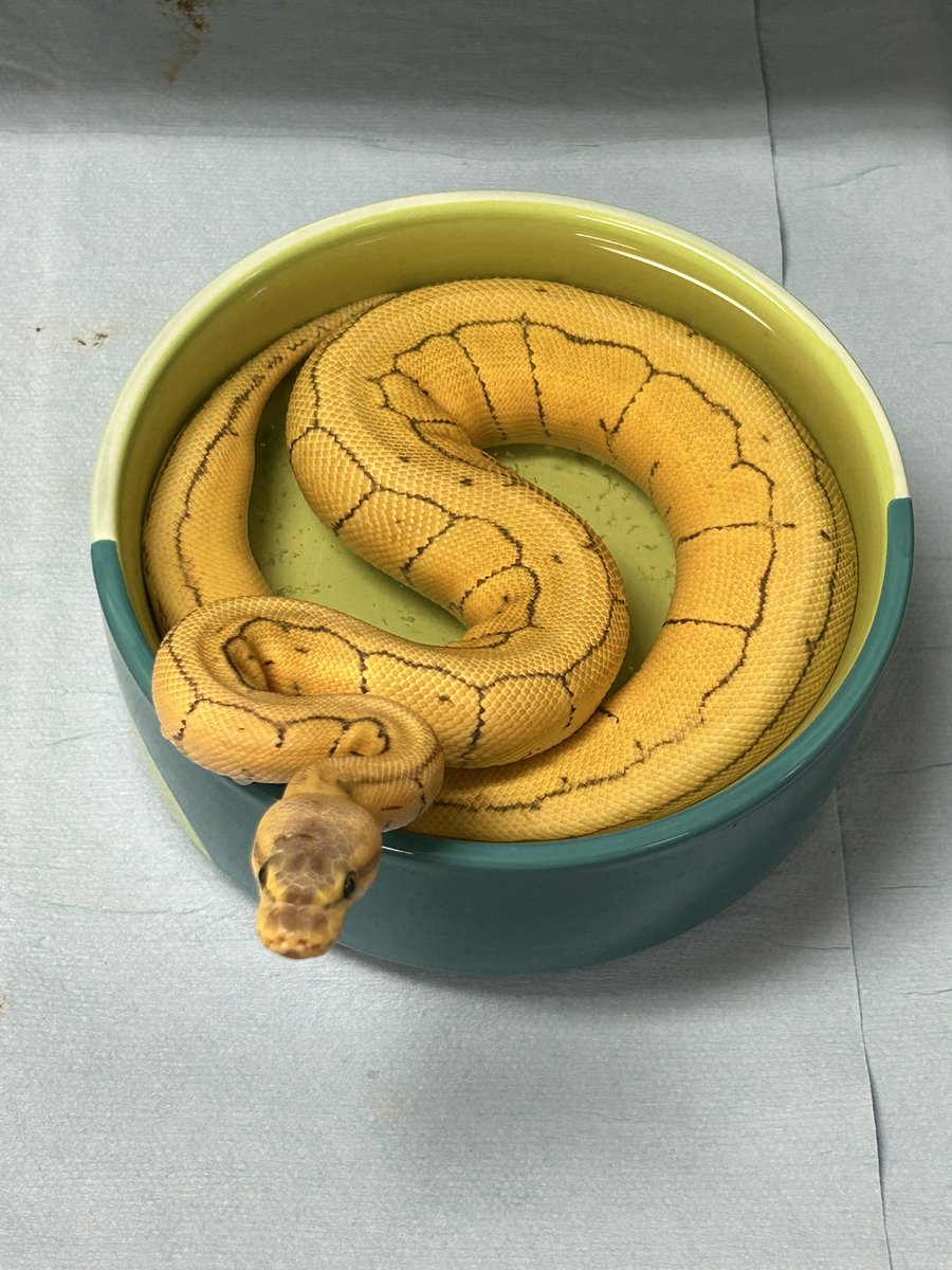 Wreckingpythons's tweet image. Pretty amazing how much this girl has grown and changed over 6 months. Egg cutting day was 6/13/22 and the second two were taken 1/11/23. She’s a killer enchi pin and her name is Hillary after another notorious female killer in a pinstripe suit. 😆