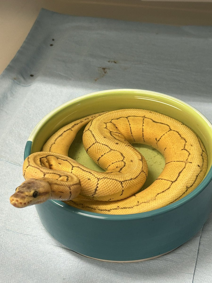 Wreckingpythons's tweet image. Pretty amazing how much this girl has grown and changed over 6 months. Egg cutting day was 6/13/22 and the second two were taken 1/11/23. She’s a killer enchi pin and her name is Hillary after another notorious female killer in a pinstripe suit. 😆