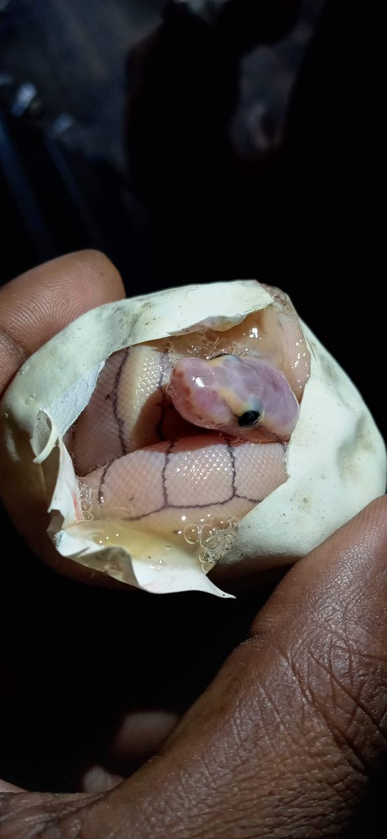 Wreckingpythons's tweet image. Pretty amazing how much this girl has grown and changed over 6 months. Egg cutting day was 6/13/22 and the second two were taken 1/11/23. She’s a killer enchi pin and her name is Hillary after another notorious female killer in a pinstripe suit. 😆