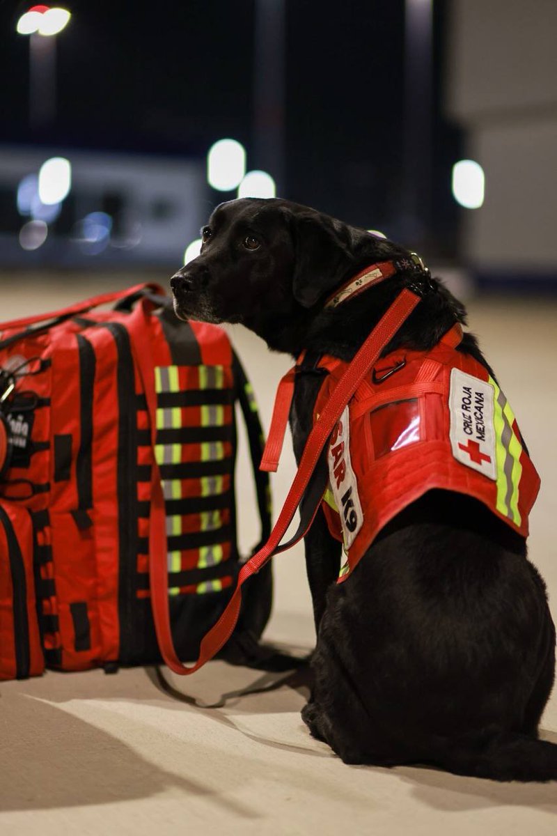VillafuerteMade's tweet photo. July está lista para volar hacia Turquía 👏❤️
Desde aquí nuestro agradecimiento eterno a nuestros amigos de 4 patitas.

Se llama July y Anneth es su manejadora. Son parte del equipo de binomios caninos de búsqueda y rescate de Cruz Roja en Puebla

#LasNoticiasestanconMade https://t.co/S1iSpweoxR