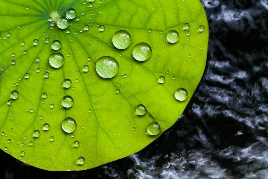 TheWorldAboutUs's tweet photo. The leaves of the lotus possess remarkable hydrophobic properties, making them almost completely water-repellent. This is due to the unique nanostructures on their surface that prevent water from sticking & instead cause it to bead & roll off. #LotusEffect #Nature'sEngineering https://t.co/mp82RdBHJX