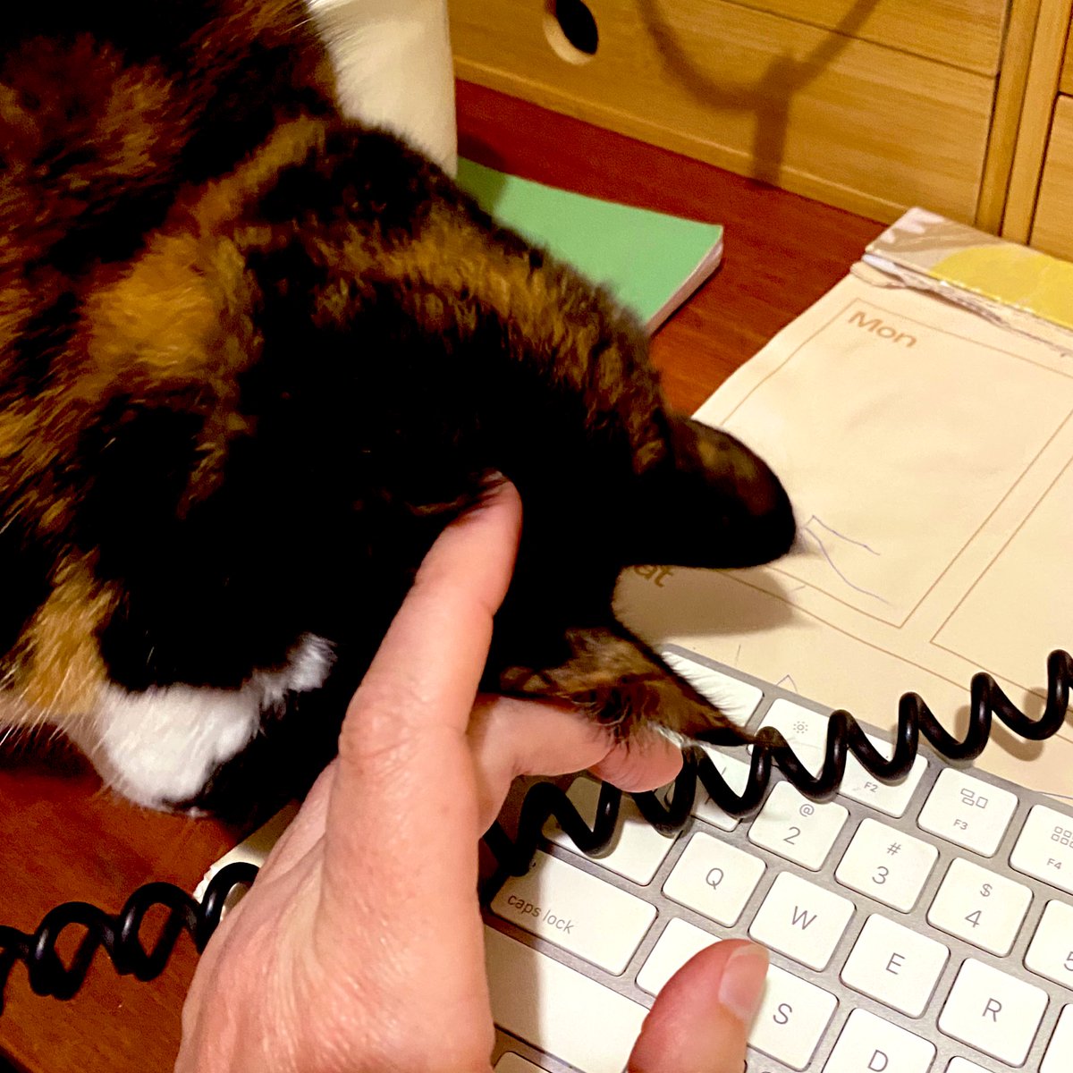EasyWebThings's tweet image. Any other office cats working hard today? 

This is me doing the head boops to help the office human get all the typing done! 

Sorry it’s not a very clear photo of me. I asked the office-human to take a nice pic, but she was pretty busy and just did a rush job on the picture. 😾