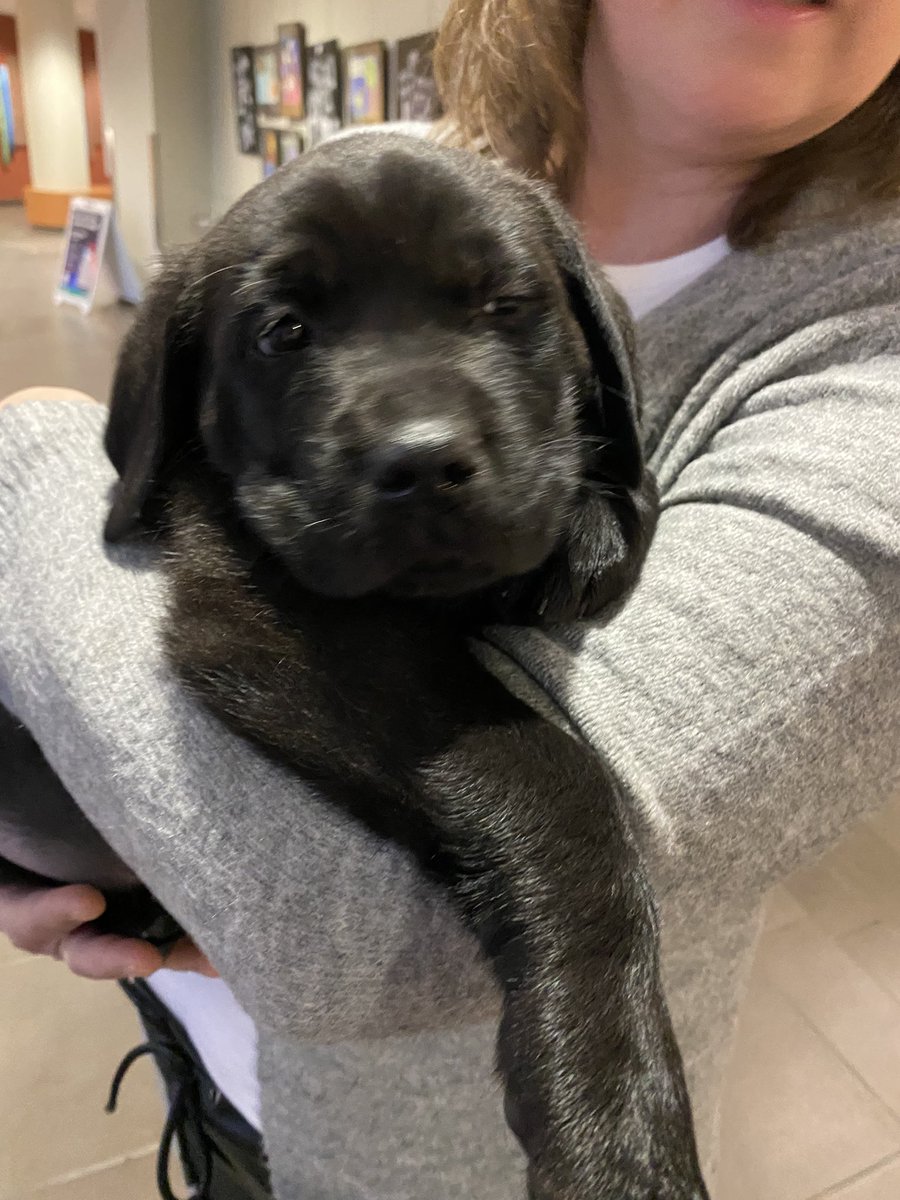 Langley Animal Protection Society (@lapsbc) on Twitter photo Sleepy puppy after a visit to <a href="/LangleyTownship/">Township of Langley</a>! Lots of snuggles and love for puppies and a mental health break for staff!
#puppy #langleybc Sleepy puppy after a visit to <a href="/LangleyTownship/">Township of Langley</a>! Lots of snuggles and love for puppies and a mental health break for staff!
#puppy #langleybc