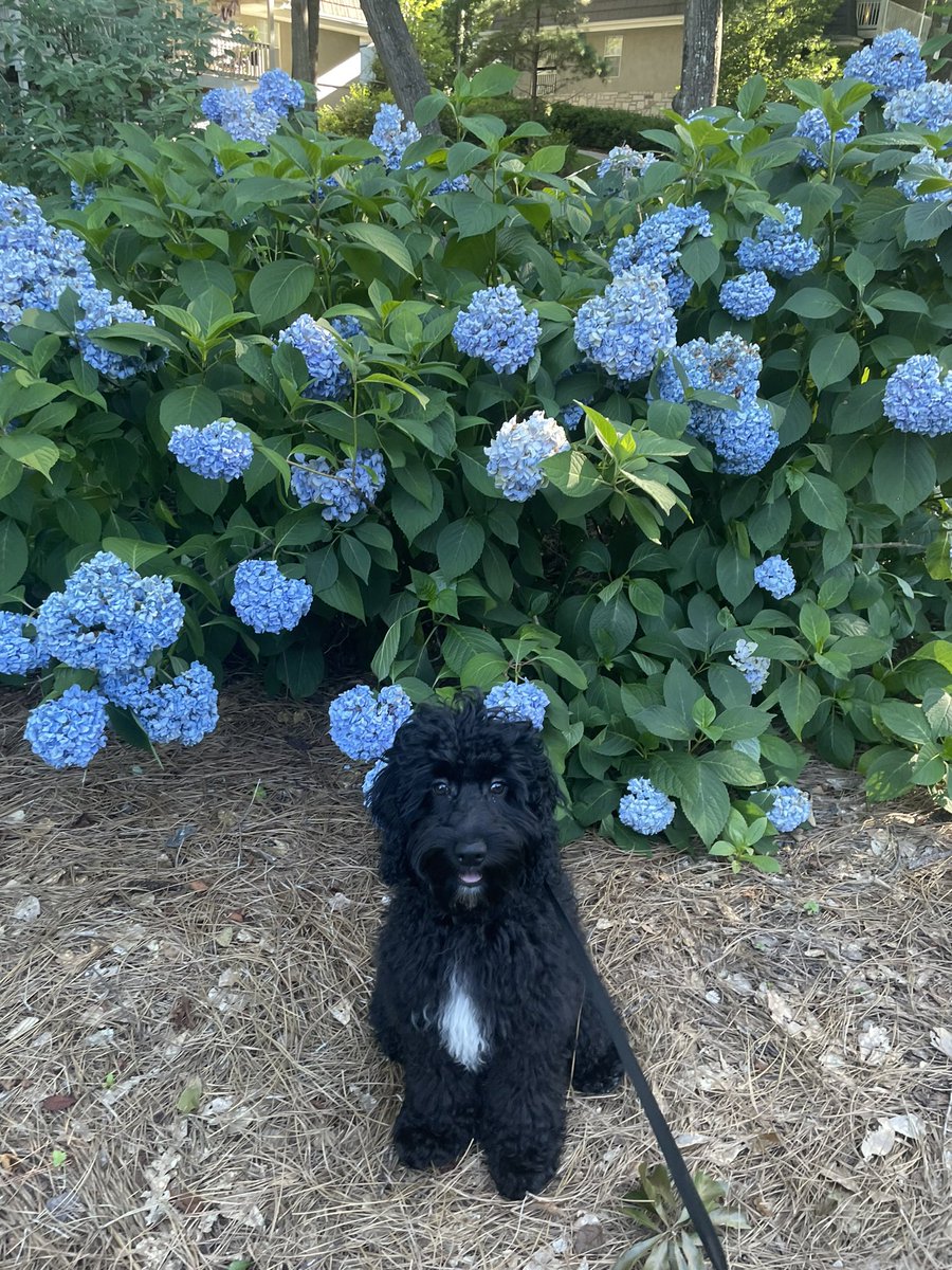 bmoorexo_'s tweet photo. My muffins  growing up  #proudmom #geniusdog #cockapoo https://t.co/5StRQsXZZa