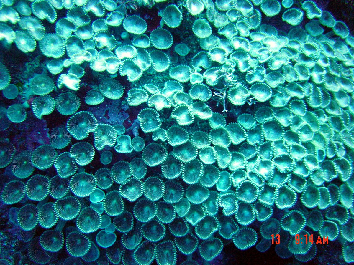 FRIENDS OF THE MARIANA TRENCH tweet media