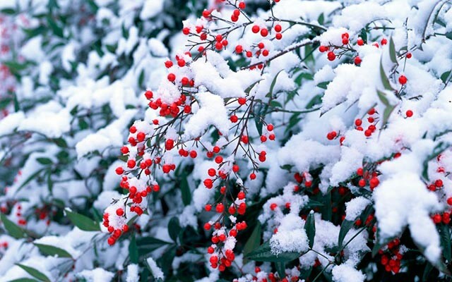 Погода 7 февраля в Новой Усмани будет немного снежной и пасмурной - новости-новой-усмани.рф/pogoda-7-fevra…