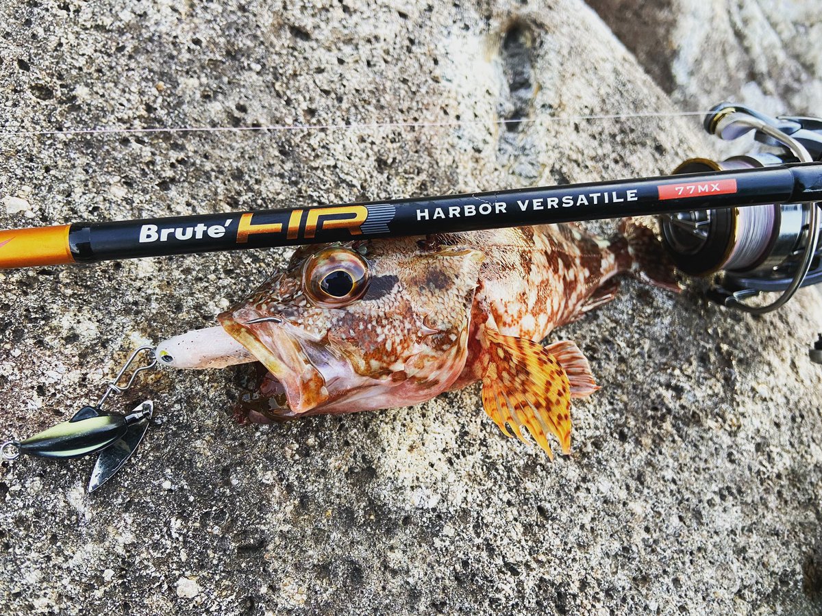 wocadaaa's tweet photo. 信頼度No.1 ハードロックフィッシュルアー🔥　
バサロ🔥🔥

#apia #brutehr #harborversatile77mx 
#daiwa #luvias 2506H
#live #union 45-51
#xbraid UPGRADEPE X4 0.8号
#magbite #vassallo #snatchbiteshad 

#釣り #ルアー #ロックフィッシュ #ライトロック #カサゴ #ガシラ #アピア #ブルートhr https://t.co/uCaxyhfUFx