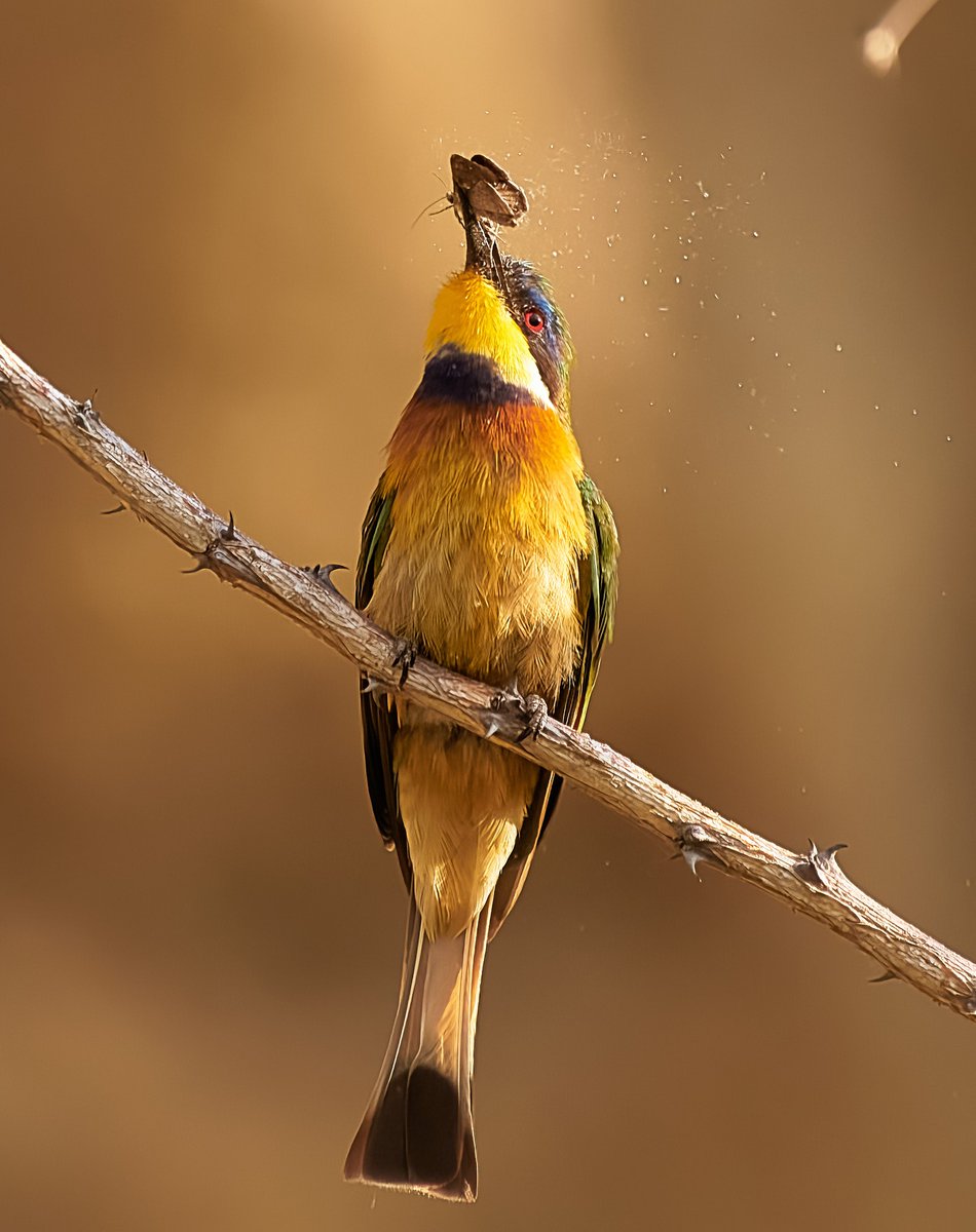 A butterfly gone to dust. A little bee-eater having breakfast.
🦜 Lake Langano, Ethiopia 
#littlebeeeater #ornithology #fotografiaaves #wildlifeaddicts #nat_geo #avian #bownaankamal #vogelen #ethiopianwildlife #wildafrica #aves #getawaymagazine #africasafari #nikonD850