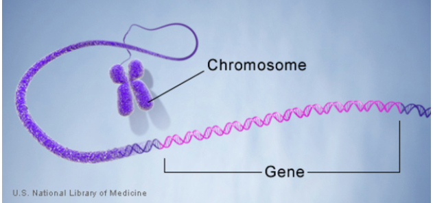 Genetics and DNA Research (@GeneticsDNARes) / Posts / X