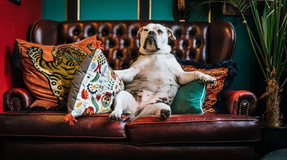 HHMU_Banksia's tweet photo. 15 #WoofWoof
#Paws4Fort
#In-#An-#iLLusion
#We'#veBEEnCaught
#TIME2RISEnTIME2Wake
#CannabisCures-#SoWakeAndBake
#PipeOfPeaceBpassedAround
#SacredSmoke& '#common' #ground
#Time2PowWow-#SINGthoseChants
#AncestorsSay-#GivePeaceAChance
#IDWP
#MitakuyeOyasin
https://t.co/wohsAAw4m6 https://t.co/iXScvtSUeB