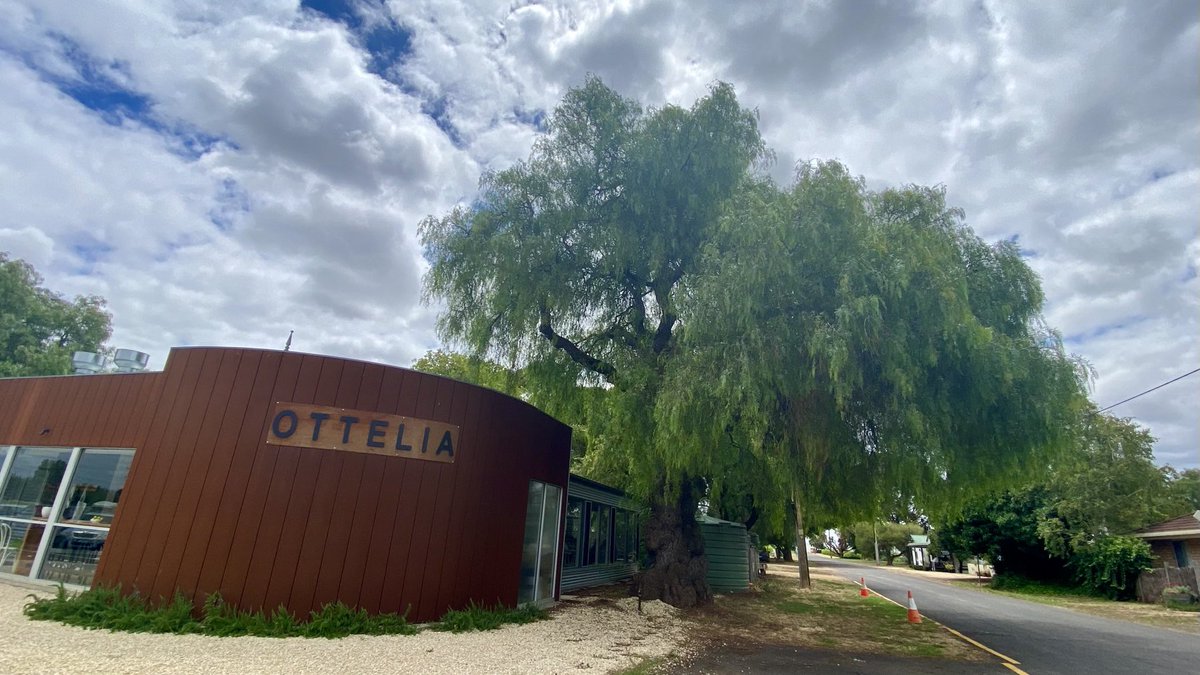 mitzyelliott's tweet image. A trip to #Coonawarra on Sunday has provided pics for todays #thicktrunktuesday.  An ancient Peppercorn Tree, nestled next to what was once an old farmhouse and is now a marvellous restaurant #Ottelia
It is well worth a visit 
🌳💚😊