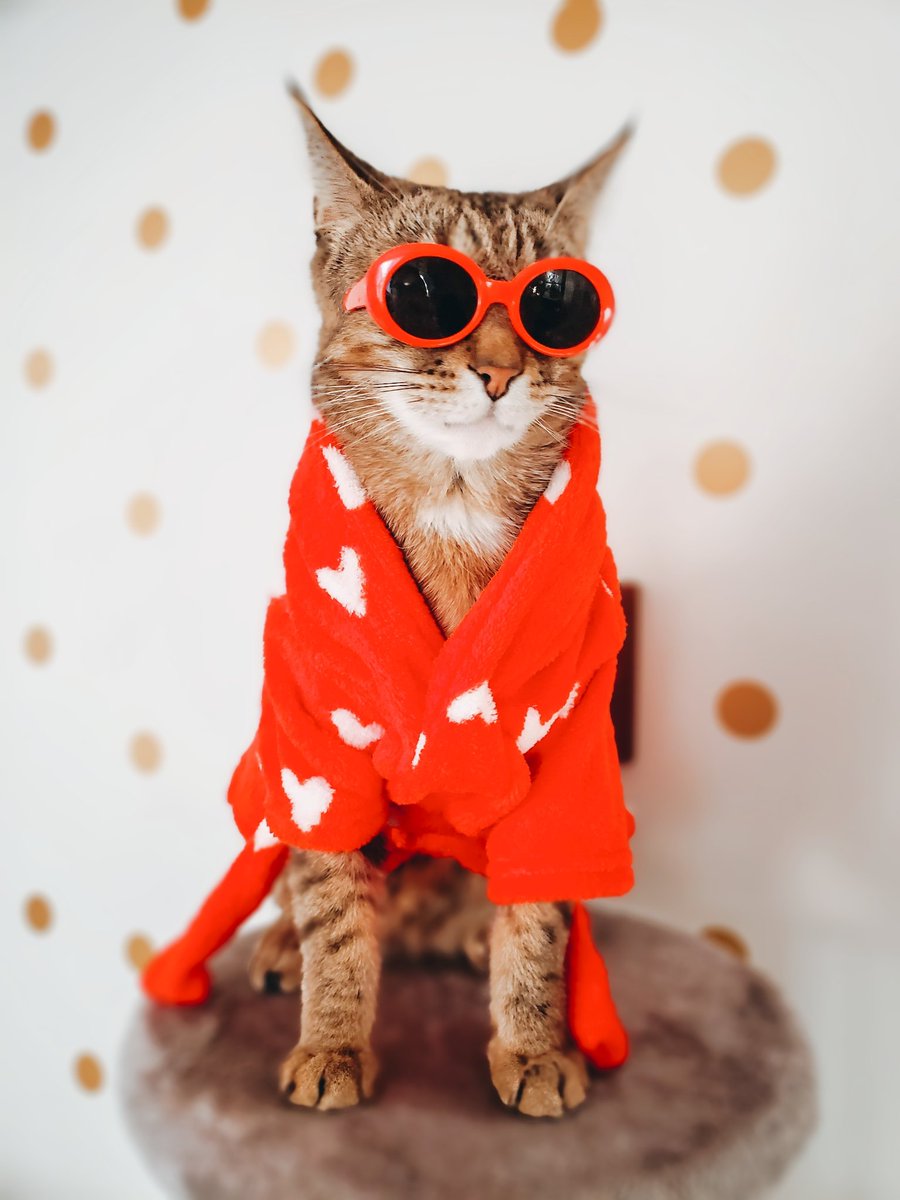 kitty_mojito's tweet photo. Kitty Mojito is ready for her valentine! @catsofinstagram #twitterweek https://t.co/CC8EjVFWgZ