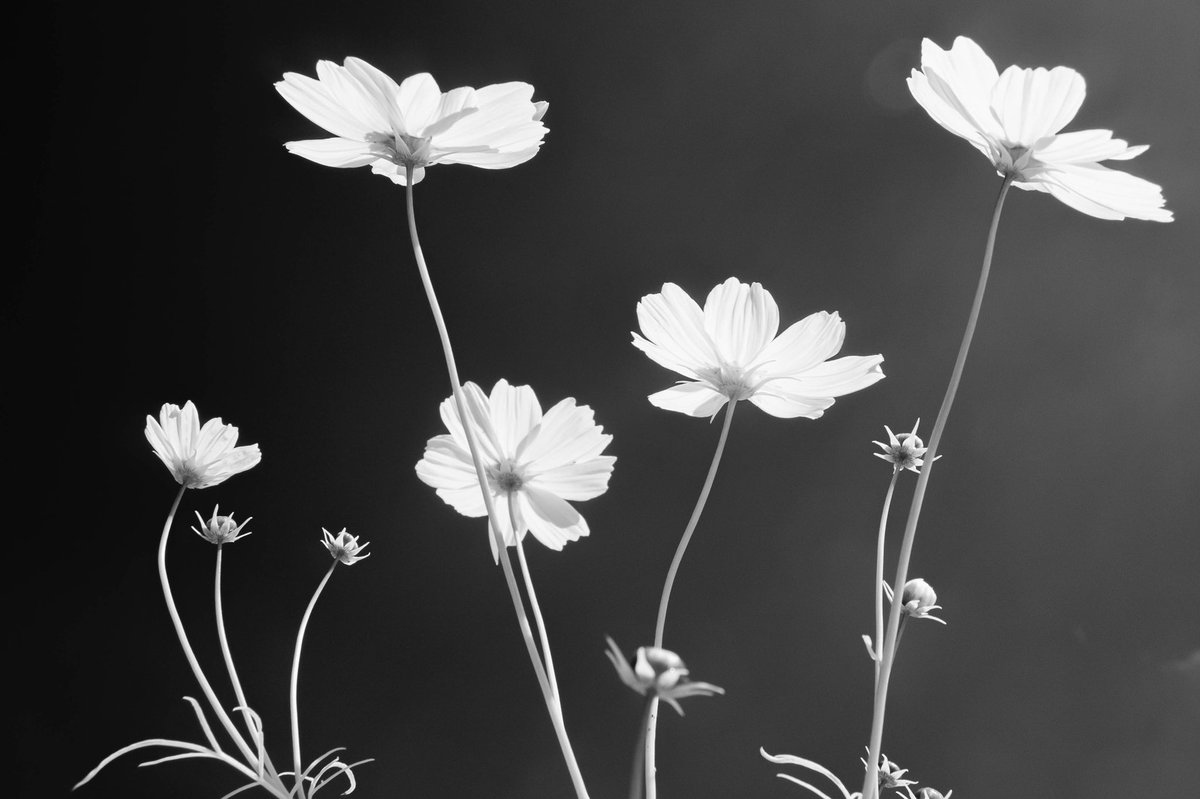 mikiowatanabe6's tweet photo. Infrared photography https://t.co/WjyJ8z4WPX