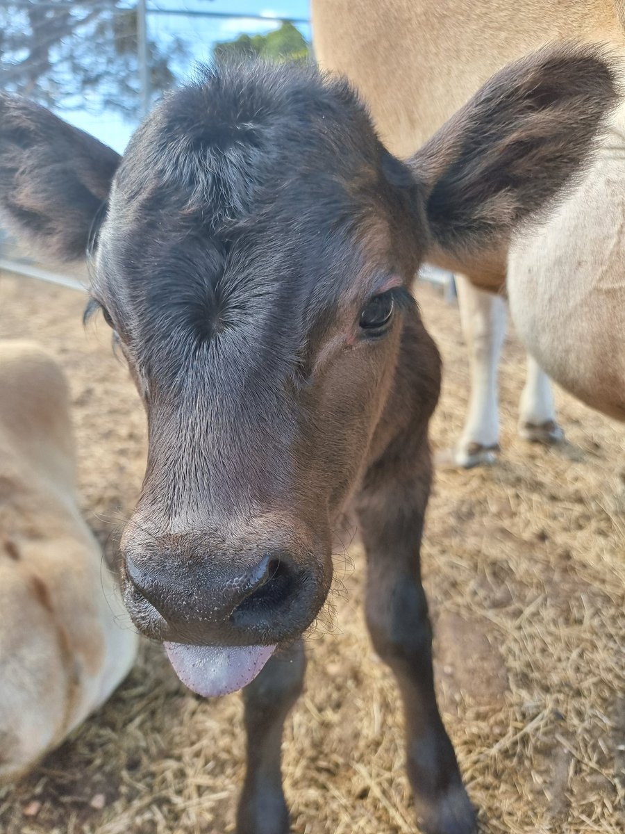 webdebzy's tweet photo. #TongueOutTuesday our new little bull calf named #Tauros #jerseycow crossed with #beltedgalloway https://t.co/bJ12FvdYrI