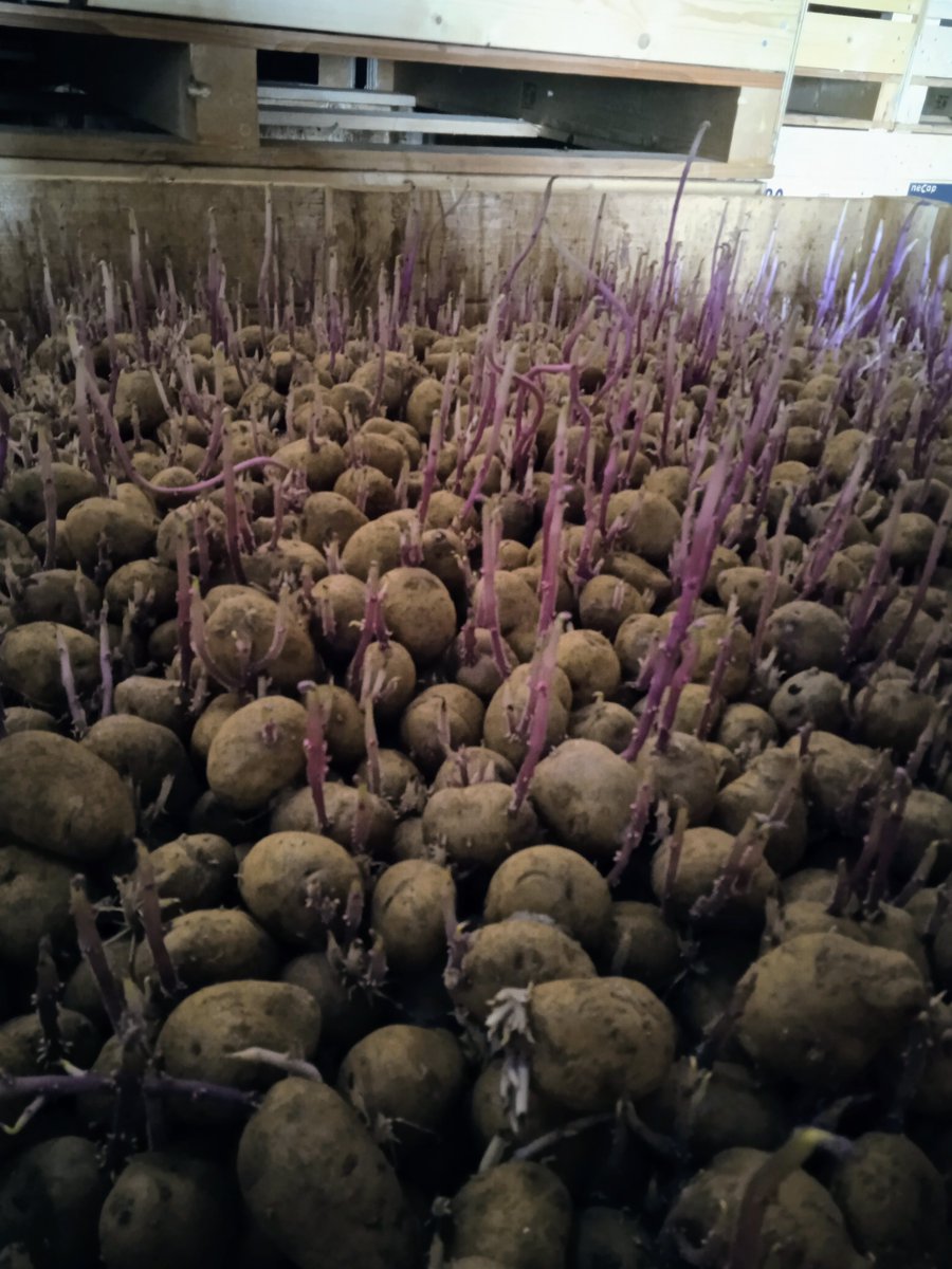 The Africa Agri-Food Development Programme (AADP) underpins Ireland's public-private sector support in Africa. In Kenya the AADP is helping small-holder farmers obtain higher produce prices; develop secondary farm incomes &amp; to avail of disease/drought-resistant seed potatoes🇰🇪🇮🇪