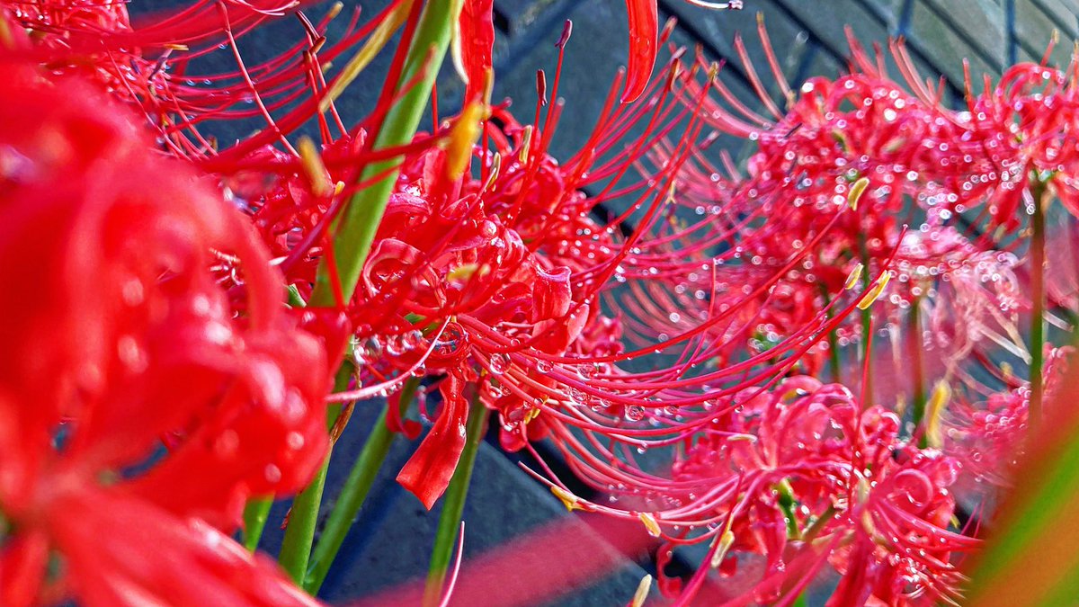 #彼岸花 #花 #自然 #太陽光 #雨後 #雫 #水 
#amaryllis #flower #nature #solar #afterrain #drop #water #Iphonese2 
#キリトリセカイ 
#Iphoneで撮影 
#花が好きな人と繋がりたい 
#自然が好きな人と繋がりたい
#写真好きな人と繋がりたい
#写真撮ってる人と繋がりたい 
#ダレカニミセタイハナ