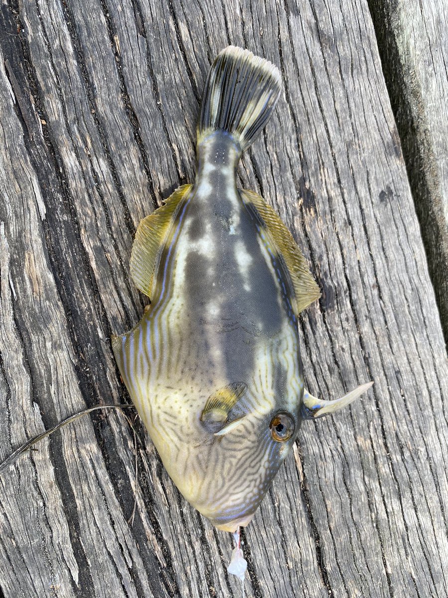 kojiasano's tweet image. 今日はカワハギが釣れたよ。
#仕事はどうした
#Stonypoint
#釣り