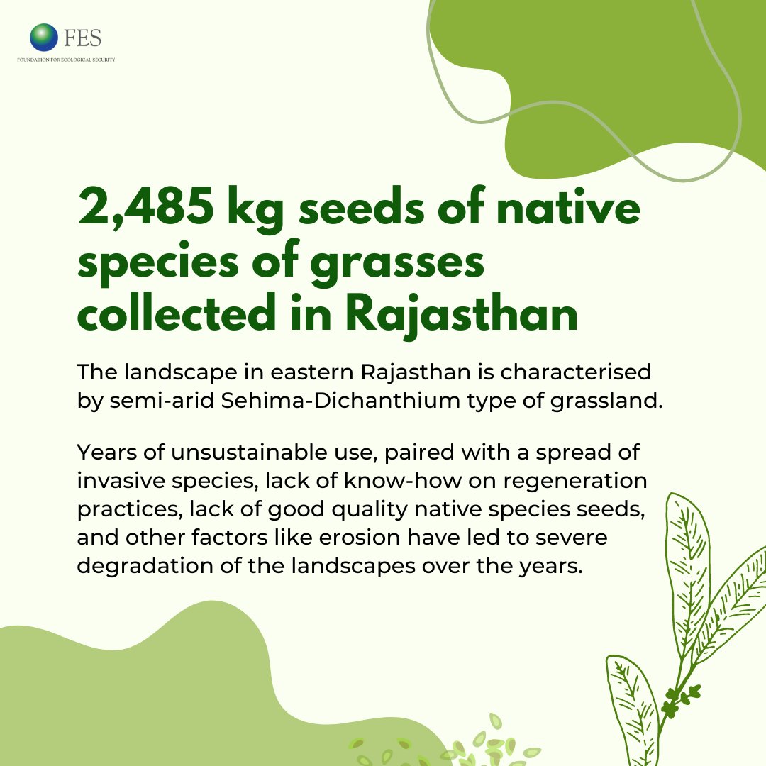 fesforcommons's tweet image. Read more to learn of how community members in Rajasthan came together to collect 2,485 kgs of grass seeds to restore their grasslands. 
#PromiseOfCommons #Grasslands #NativeFlora #SeedCollection
