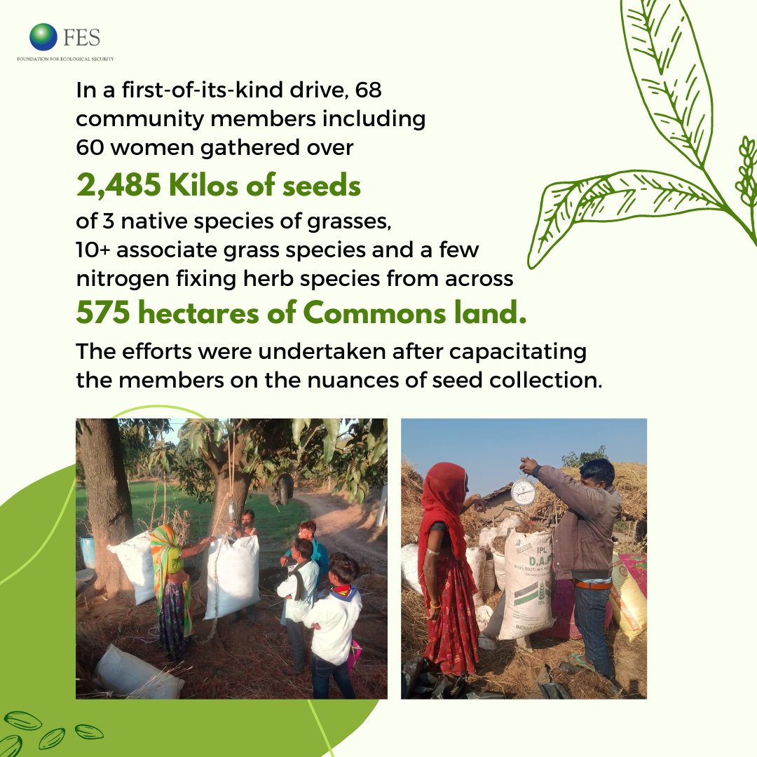fesforcommons's tweet image. Read more to learn of how community members in Rajasthan came together to collect 2,485 kgs of grass seeds to restore their grasslands. 
#PromiseOfCommons #Grasslands #NativeFlora #SeedCollection