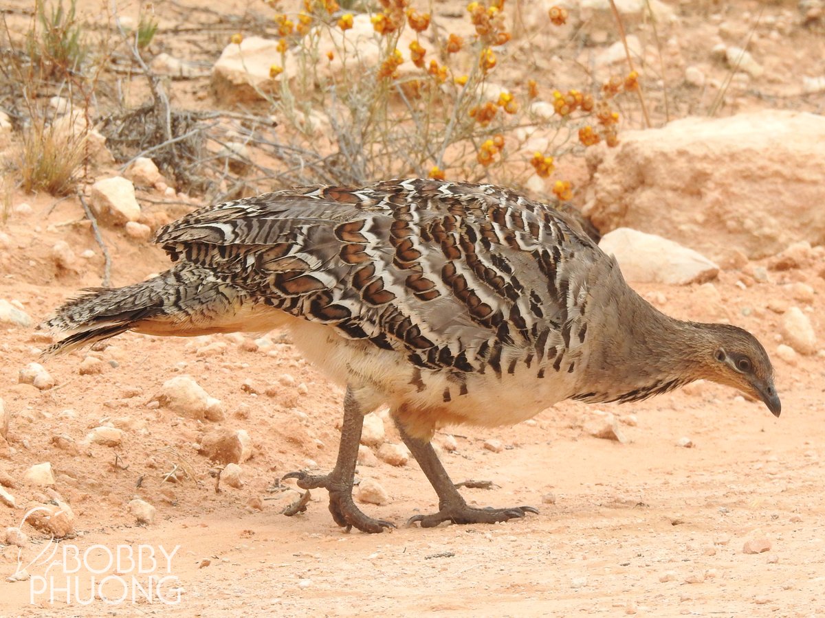 #501 Malleefowl (Leipoa ocellata)
Peebinga Conservation Park #SouthAustralia #Australia 

Delighted to see this unique #megapode . Unfortunately it had some chicks taken by introduced foxes

#endemic #birdphotography #wildlifephotography #birdoftheday #malleefowl #BirdsSeenIn2023