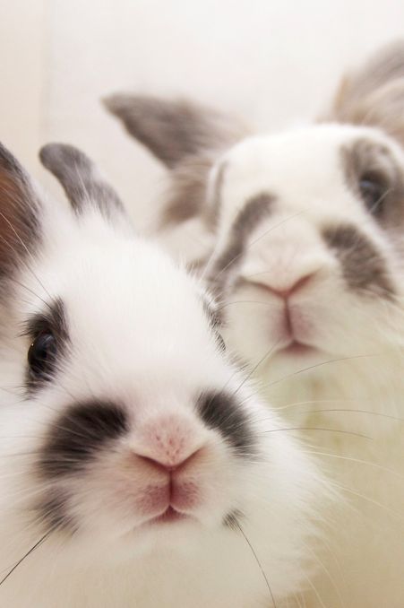 Bunnies (@rabbiteveryhour) on Twitter photo 