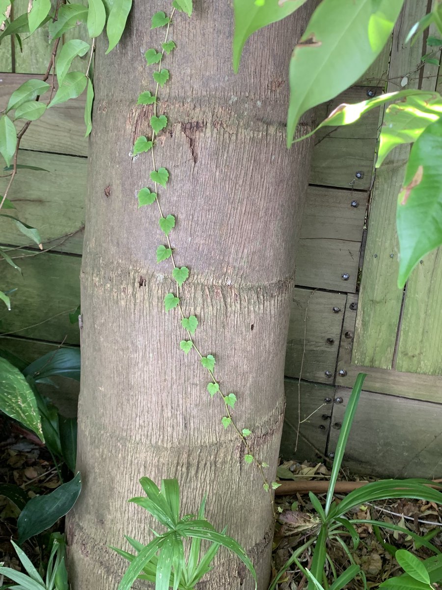 Heart-shaped vine recently began creeping up our palm trunk. And its not yet #Valentine'sDay #StringOfHearts