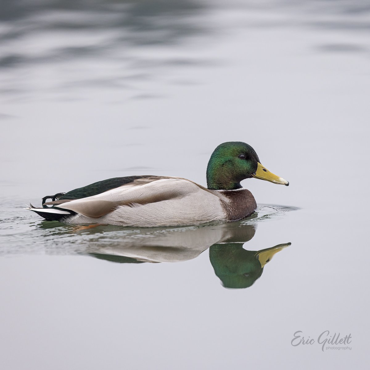 avianpics's tweet photo. An elegant Mallard drake on nearly perfect water. 😊

#birdphotography https://t.co/4KP6wNPCN5