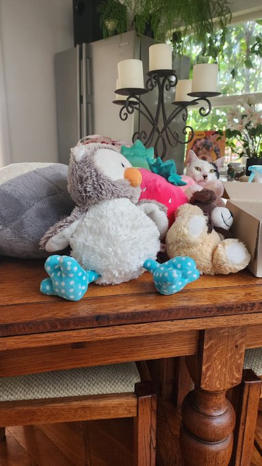 Kitty with my teddies https://t.co/OIYrIce5JF