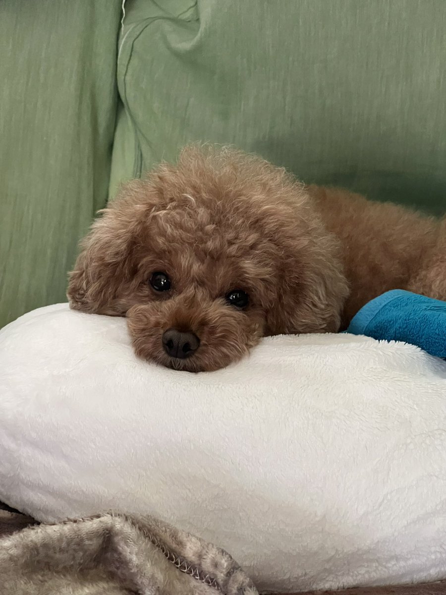 AS_asamanim's tweet photo. 我が家のお犬🐕‍🦺 https://t.co/1XBTsO8nS7