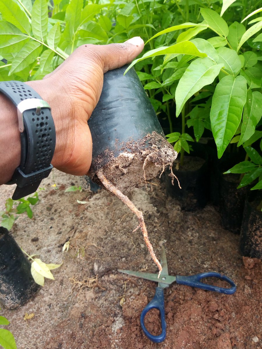 iambenjaminor's tweet image. Punguza ukuaji wa mizizi (root pruning) kwenye mche wako ili kuuhamisha kwa urahisi kutoka kwenye kiriba.🌿☘️
#ardhinihazina 
#savetreesavelife