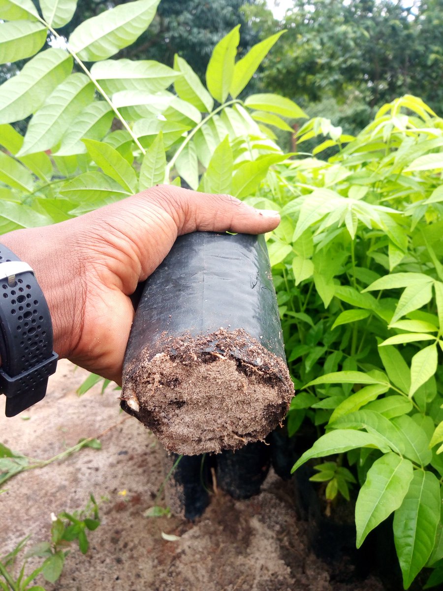 iambenjaminor's tweet image. Punguza ukuaji wa mizizi (root pruning) kwenye mche wako ili kuuhamisha kwa urahisi kutoka kwenye kiriba.🌿☘️
#ardhinihazina 
#savetreesavelife