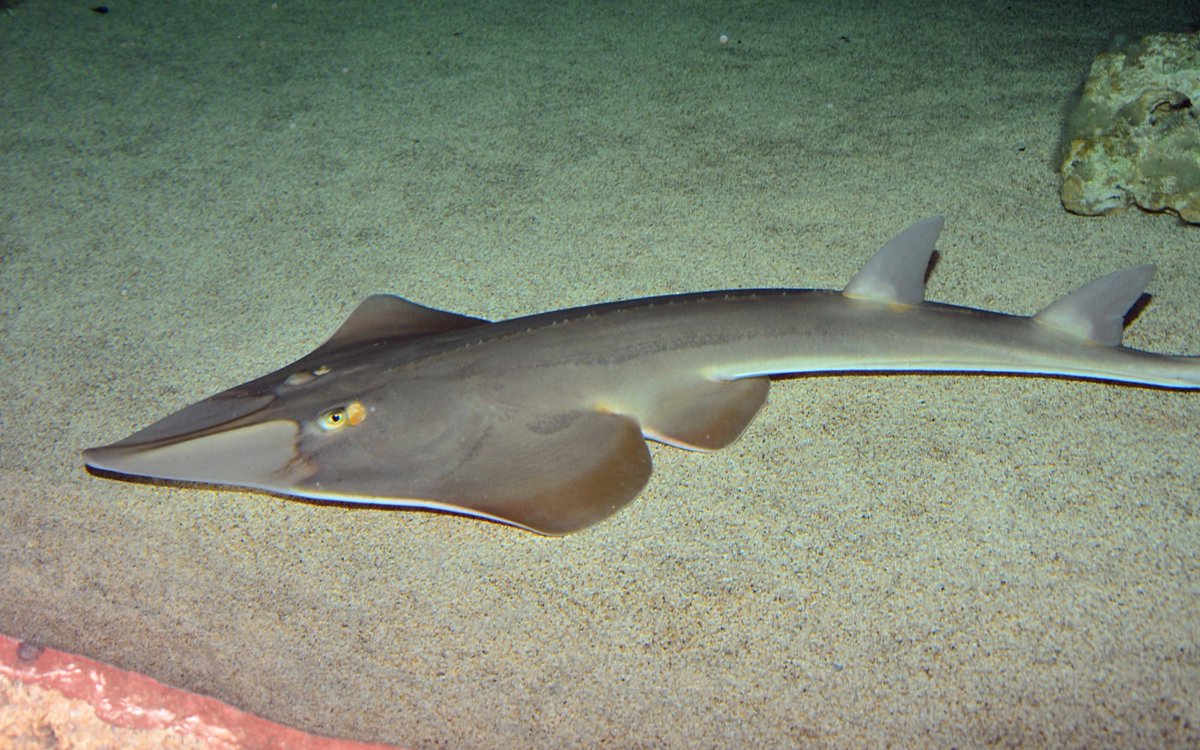 In Western Australia’s Shark Bay region researchers have for the first time found a curious, rare parasite in the wild on the elusive and powerful giant guitarfish.

It's discovery is helping to inform critical conservation work.

theage.com.au/environment/co…